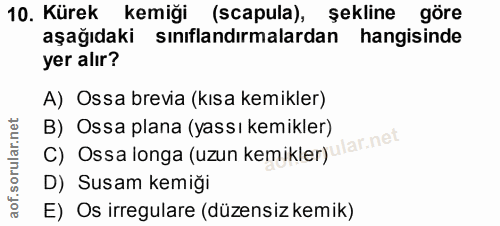 10. soru: Kürek kemiği (scapula), şekline göre aşağıdaki sınıflandırmalardan hangisinde yer alır? A) Ossa brevia (kısa kemikler…