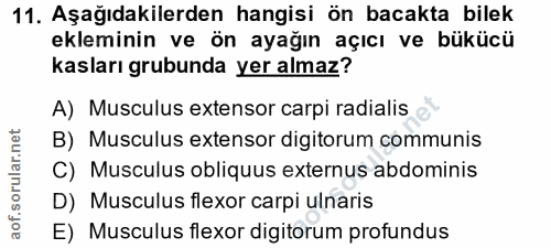 11. soru: Aşağıdakilerden hangisi ön bacakta bilek ekleminin ve ön ayağın açıcı ve bükücü kasları grubunda yer almaz? A) Muscul…