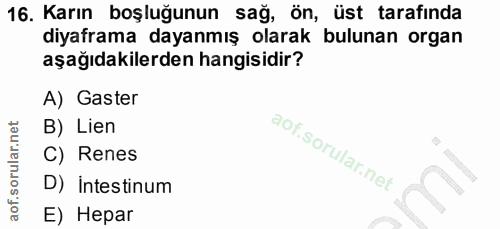 16. soru: Karın boşluğunun sağ, ön, üst tarafinda diyaframa dayanmış olarak bulunan organ aşağıdakilerden hangisidir? A) Gaster…