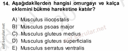 14. soru: Aşağıdakilerden hangisi omurgayı ve kalça eklemini bükme hareketine katılır? A) Musculus iliocostalis C) Musculus glu…