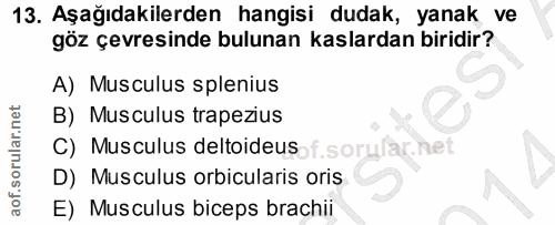 13. soru: Aşağıdakilerden hangisi dudak, yanak ve göz çevresinde bulunan kaslardan biridir? A) Musculus splenius B) Musculus tr…