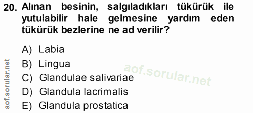 20. soru: Alınan besinin, salgıladıkları tükürük ile yutulabilir hale gelmesine yardım eden tükürük bezlerine ne ad verilir? A)…