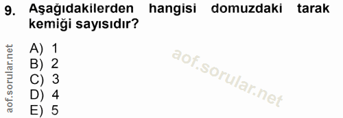 9. soru: Aşağıdakilerden hangisi domuzdaki tarak kemiği sayısıdır? A) 1 B) 2 C) 3 D) 4 E) 5
