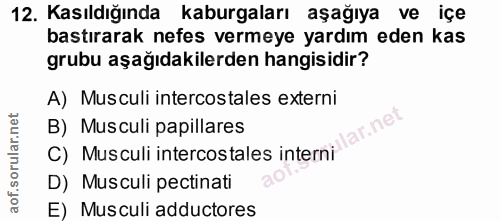 12. soru: Kasıldığında kaburgaları aşağıya ve bastırarak nefes vermeye yardım eden kas grubu aşağıdakilerden hangisidir? A) Mus…