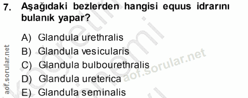7. soru: Aşağıdaki bezlerden hangisi equus idrarını bulanık yapar? A) Glandula urethralis C) Glandula bulbourethraliS orular.n…