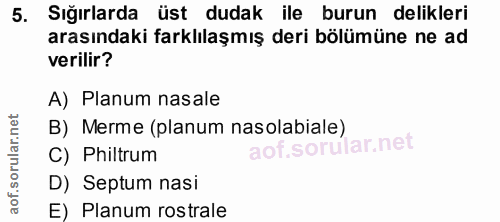 5. soru: Sığırlarda üst dudak ile burun delikleri arasındaki farklılaşmış deri bölümüne ne ad verilir? A) Planum nasale B) Mer…