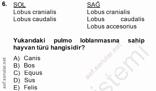 6. soru: SOL SAĞ Lobus cranialis Lobus cranialis Lobus caudalis Lobus caudalis Lobus accesorius Yukarıdaki pulmo loblanmasına…