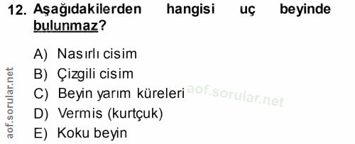 12. soru: Aşağıdakilerden hangisi uç beyinde bulunmaz? A) Nasırlı cisim B) Çizgili cisim C) Beyin yarım küreleri D) Vermis (kur…