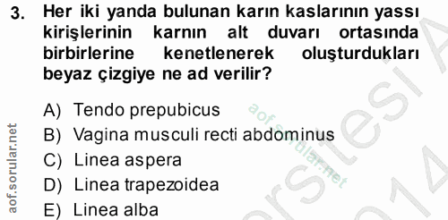 3. soru: Her iki yanda bulunan karın kaslarının yassı kirişlerinin karnın alt duvarı ortasında birbirlerine kenetlenerek oluşt…