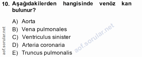 10. soru: Aşağıdakilerden hangisinde venöz kan bulunur? A) Aorta B) Vena pulmonales C) Ventriculus sinister D) Arteria coronari…