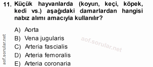 11. soru: Küçük hayvanlarda • (koyun, keçi, köpek, kedi vs.) aşağıdaki damarlardan hangisi nabız alımı amacıyla kullanılır? A)…