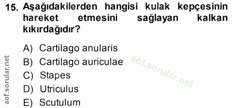 15. soru: Aşağıdakilerden hangisi kulak kepçesinin hareket etmesini sağlayan kalkan kıkırdağıdır? A) Cartilago anularis B) Cart…