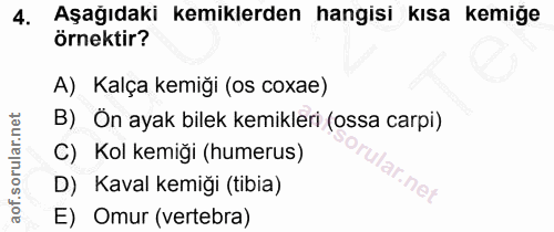 4. soru: Aşağıdaki kemiklerden hangisi kısa kemiğe örnektir? A) Kalça kemiği (os coxae) B) Ön ayak bilek kemikleri (ossa carpi…