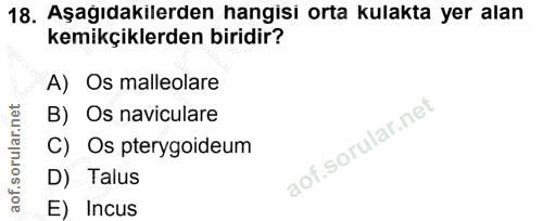 18. soru: Aşağıdakilerden hangisi orta kulakta yer alan kemikçiklerden biridir? A) Os malleolare B) Os naviculare C) Os pterygo…