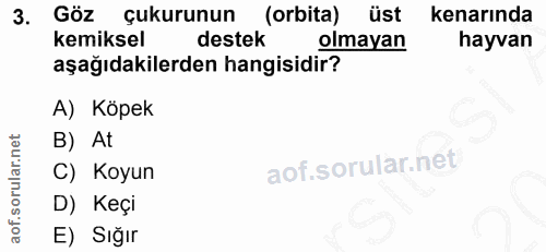 3. soru: Göz çukurunun (orbita) üst kenarında kemiksel destek olmayan hayvan aşağıdakilerden hangisidir? A) Köpek B) At C) Koy…