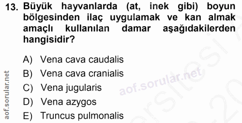 13. soru: Büyük hayvanlarda (at, inek gibi) boyun bölgesinden ilaç uygulamak ve kan almak amaçlı kullanılan damar aşağıdakilerd…