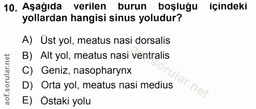 10. soru: Aşağıda verilen burun boşluğu içindeki yollardan hangisi sinus yoludur? A) Ust yol, meatus nasi dorsalis B) Alt yol,…
