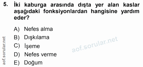 5. soru: İki kaburga arasında dışta yer alan kaslar aşağıdaki fonksiyonlardan hangisine yardım eder? A) Nefes alma B) Dışkılam…