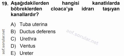 19. soru: Aşağıdakilerden hangisi kanatlılarda böbreklerden cloaca'ya idrarı taşıyan kanallardır? A) Tuba uterina orular.nd B)…