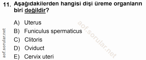 11. soru: Aşağıdakilerden hangisi dişi üreme organların biri değildir? A) Uterus B) Funiculus spermaticus C) Clitoris D) Oviduc…