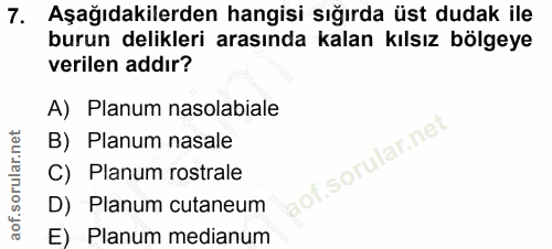 7. soru: Aşağıdakilerden hangisi sığırda üst dudak ile burun delikleri arasında kalan kılsız bölgeye verilen addır? A) Planum…