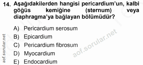 14. soru: Aşağıdakilerden hangisi pericardium'un, kalbi gögus kemiğine (sternum) veya diaphragma'ya bağlayan bölümüdür? A) Peri…