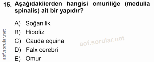 15. soru: Aşağıdakilerden hangisi omuriliğe (medulla spinalis) ait bir yapıdır? A) Soğanilik B) Hipofiz C) Cauda equina D) Falx…