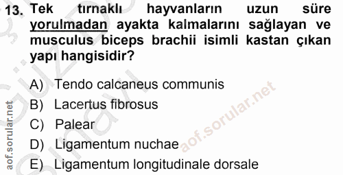 13. soru: Tek tırnaklı hayvanların uzun süre yorulmadan ayakta kalmalarını sağlayan ve musculus biceps brachii isimli kastan çı…