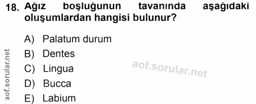 18. soru: Ağız boşluğunun tavaninda aşağıdaki oluşumlardan hangisi bulunur? A) Palatum durum rular.n B) Dentes C) Lingua aof.s…