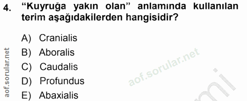 4. soru: "Kuyruğa yakın olan" anlamında kullanılan terim aşağıdakilerden hangisidir? A) Cranialis B) Aboralis C) Caudalis D) P…