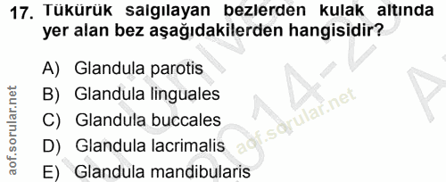17. soru: Tükürük salgılayan bezlerden kulak altında yer alan bez aşağıdakilerden hangisidir? A) Glandula parotis B) Glandula l…