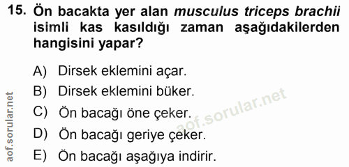 15. soru: Ön bacakta yer alan musculus triceps brachii isimli kas kasıldığı zaman aşağıdakilerden hangisini yapar? A) Dirsek ek…