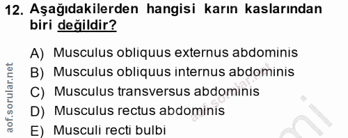 12. soru: Aşağıdakilerden hangisi karın kaslarından biri değildir? A) Musculus obliquus externus abdominis B) Musculus obliquus…
