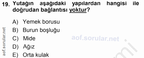 19. soru: Yutağın aşağıdaki yapılardan hangisi ile doğrudan bağlantısı yoktur? A) Yemek borusu B) Burun boşluğu C) Mide D) Ağız…