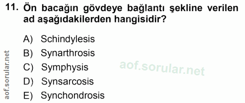 11. soru: Ön bacağın gövdeye bağlantı şekline verilen ad aşağıdakilerden hangisidir? A) Schindylesis B) Synarthrosis rular.n C)…