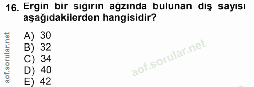 16. soru: Ergin bir sığırın ağzında bulunan diş sayısı aşağıdakilerden hangisidir? A) 30 B) 32 34 40 E) 42
