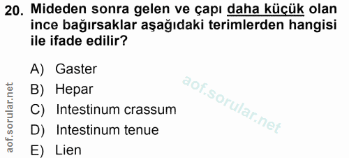 20. soru: Mideden sonra gelen ve çapı daha küçük olan ince bağırsaklar aşağıdaki terimlerden hangisi ile ifade edilir? A) Gaste…