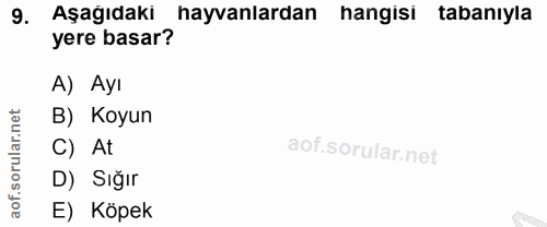 9. soru: Aşağıdaki hayvanlardan hangisi tabanıyla yere basar? A) Ayı rular.net B) Koyun C) At .SO D) Sığır aof. E) Köpek
