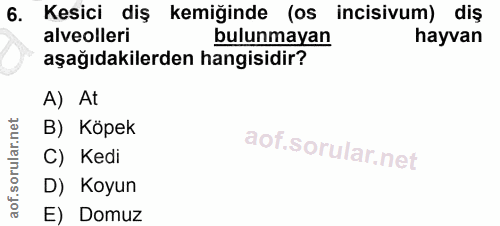 6. soru: Kesici diş kemiğinde (os incisivum) diş alveolleri bulunmayan hayvan aşağıdakilerden hangisidir? A) At B) Köpek C) Ke…