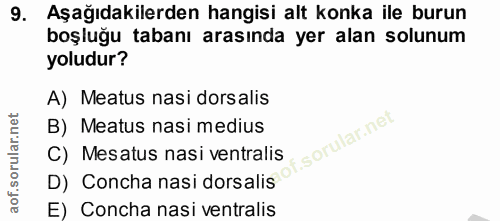 9. soru: Aşağıdakilerden hangisi alt konka ile burun boşluğu tabanı arasında yer alan solunum yoludur? A) Meatus nasi dorsalis…