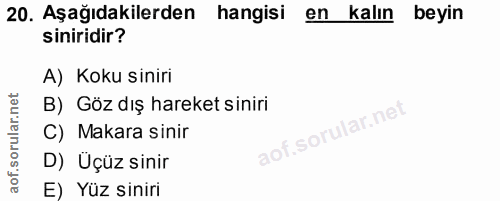 20. soru: Aşağıdakilerden hangisi en kalın beyin siniridir? A) Koku siniri B) Göz dış hareket siniri C) Makara sinir aof.sorula…