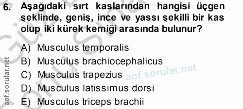 6. soru: Aşağıdaki sırt kaşlarından hangisi üçgen şeklinde, geniş, ince ve yassı şekilli bir kas olup iki kürek kemigi arasınd…