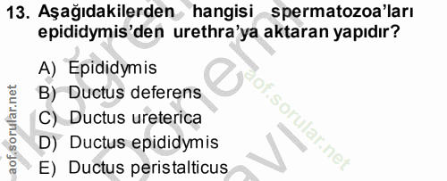 13. soru: Aşağıdakilerden hangisi spermatozoa'ları epididymis'den urethra'ya aktaran yapıdır? A) Epididymis B) Ductus deferens…