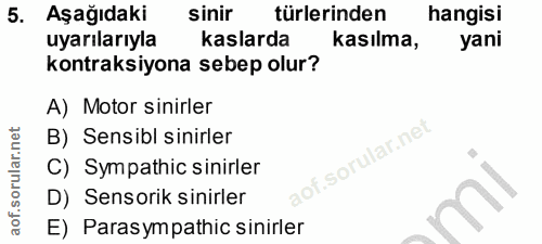 5. soru: Aşağıdaki sinir türlerinden hangisi uyarılarıyla kaslarda kasılma, yani kontraksiyona sebep olur? A) Motor sinirler B…