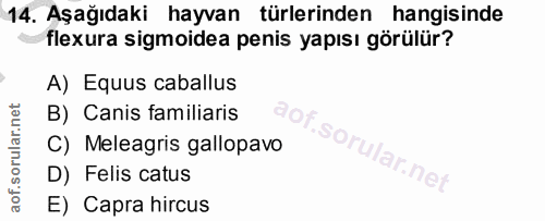 14. soru: Aşağıdaki hayvan türlerinden hangisinde flexura sigmoidea penis yapısı görülür? A) Equus caballus B) Canis familiaris…