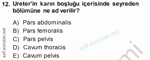 12. soru: Ureter'in karın boşluğu içerisinde seyreden bölümüne ne ad verilir? A) Pars abdominalis B) Pars femoralis C) Pars pel…