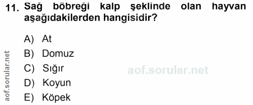11. soru: Sağ böbreği kalp şeklinde olan hayvan aşağıdakilerden hangisidir? A) At lar.net B) Domuz sorul C) Sığır D) Koyun aof.…