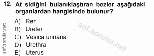 12. soru: At sidiğini bulanıklaştıran bezler aşağıdaki organlardan hangisinde bulunur? A) Ren B) Ureter C) Vesica urinaria D) U…