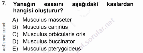 7. soru: Yanağın esasını aşağıdaki kaslardan hangisi oluşturur? A) Musculus masseter lar.ne B) Musculus caninus C) Musculus or…
