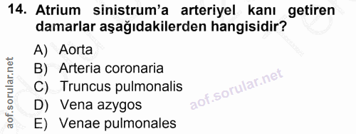 14. soru: Atrium sinistrum'a arteriyel kanı getiren damarlar aşağıdakilerden hangisidir? A) Aorta B) Arteria coronaria C) Trunc…